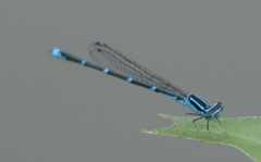 Enallagma exsulans