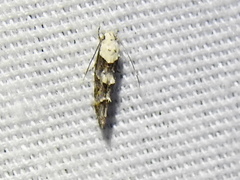 Mompha murtfeldtella