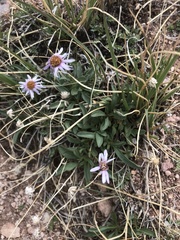 Erigeron leiomerus