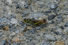 Gomphocerus sibiricus sibiricus