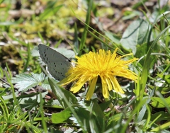 Celastrina ladon
