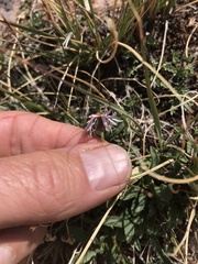 Erigeron leiomerus