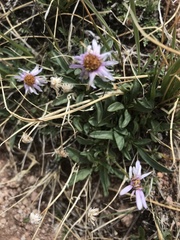 Erigeron leiomerus