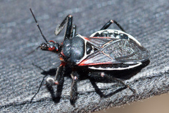 Apiomerus californicus