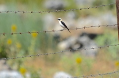 Oenanthe hispanica