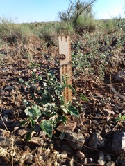 Acleisanthes chenopodioides