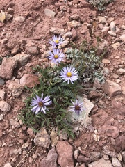 Erigeron leiomerus