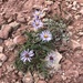 Rockslide Fleabane - Photo (c) Rick Williams, some rights reserved (CC BY-NC), uploaded by Rick Williams