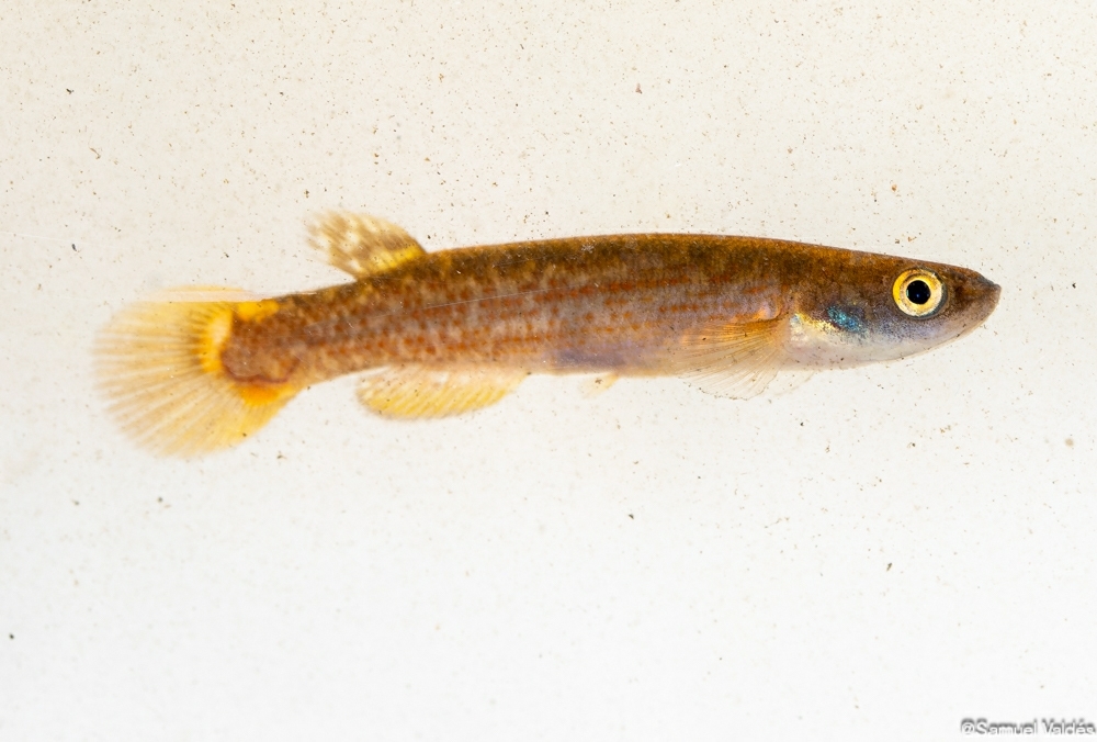 Cynodonichthys hildebrandi