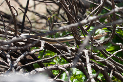 Masticophis lateralis euryxanthus