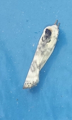 Antaeotricha