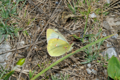 Colias phicomone