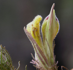 Cordylanthus wrightii