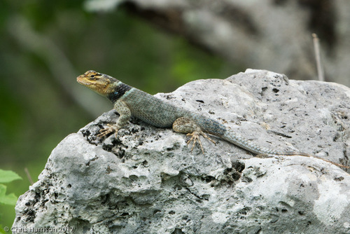Yucatecan Blue Spiny Lizard