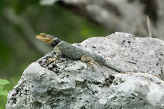 Sceloporus serrifer