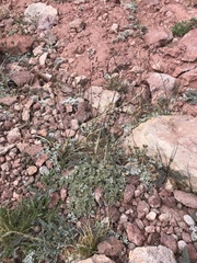 Poa abbreviata