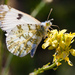 Mariposa Marmoleada Grande - Photo (c) Ken-ichi Ueda, algunos derechos reservados (CC BY)