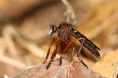 Diogmites platypterus