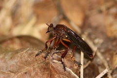 Diogmites platypterus