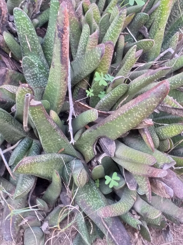 Aloe obscura Mill.