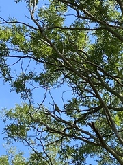 Myiopsitta monachus monachus