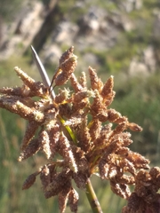 Schoenoplectus scirpoides