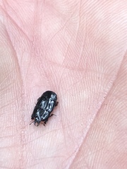 Hololepta