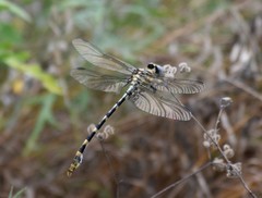 Phyllogomphoides stigmatus