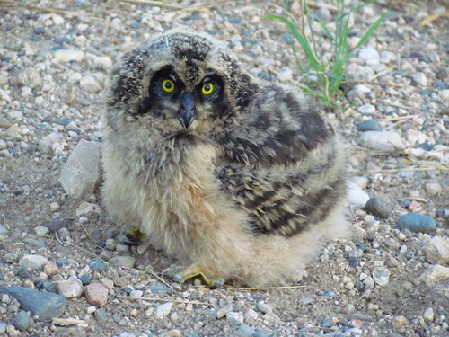 Short-eared Owl