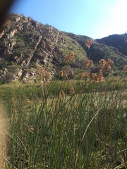 Schoenoplectus scirpoides