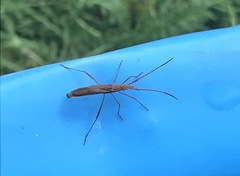 Protenor belfragei