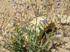 Penstemon roezlii