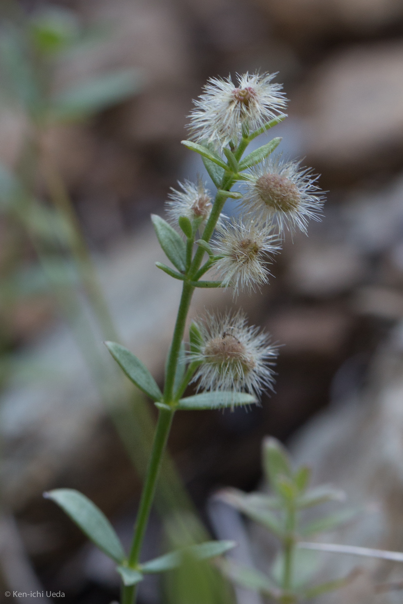 Galium serpenticum ssp. scotticum