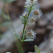 Galium serpenticum scotticum - Photo (c) Ken-ichi Ueda, μερικά δικαιώματα διατηρούνται (CC BY), uploaded by Ken-ichi Ueda