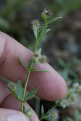 Galium serpenticum scotticum