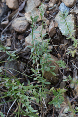 Galium serpenticum scotticum
