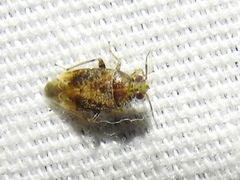 Agnocoris