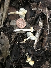 Camarophyllus impurus