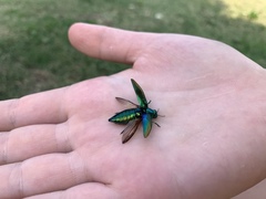 Eurythyrea micans