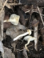 Camarophyllus impurus