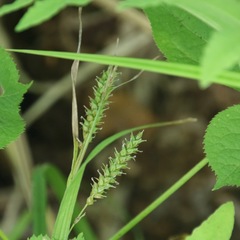 Carex scabrata