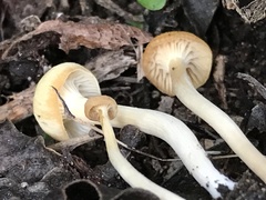 Camarophyllus impurus