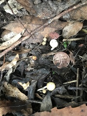 Camarophyllus impurus