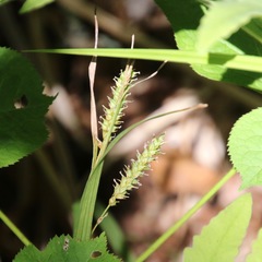 Carex scabrata