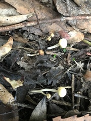 Camarophyllus impurus