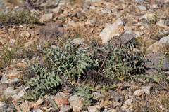 Balsamorhiza sericea