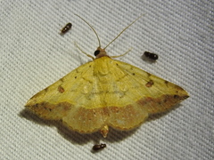 Hemeroplanis floccalis