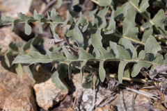 Balsamorhiza sericea