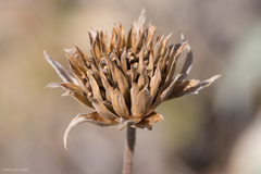 Balsamorhiza sericea