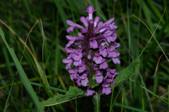 Betonica hirsuta